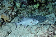 Canthidermis macrolepis Baliste pelagique-St Johns Halibi Djafar-35m-20121022-Denis-ADER-DSC_2296_tn